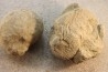 2 Unprepared Hoplite - albian - old quarry Courcelles - Aube - France