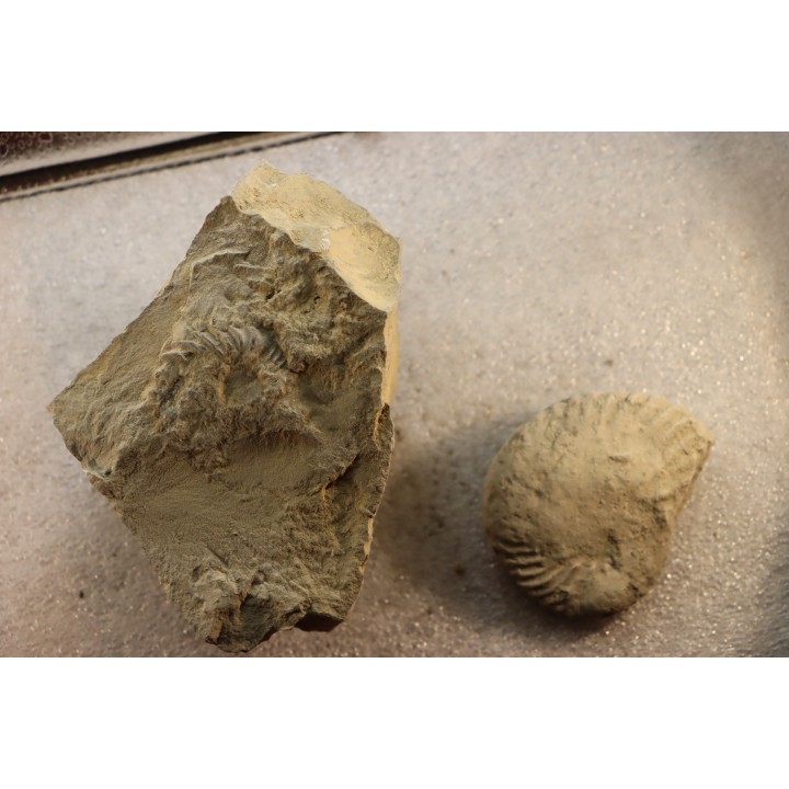 2 Nodules d'HOPLITE à dégager - albien moyen - ancienne carrière Courcelles - Aube - France