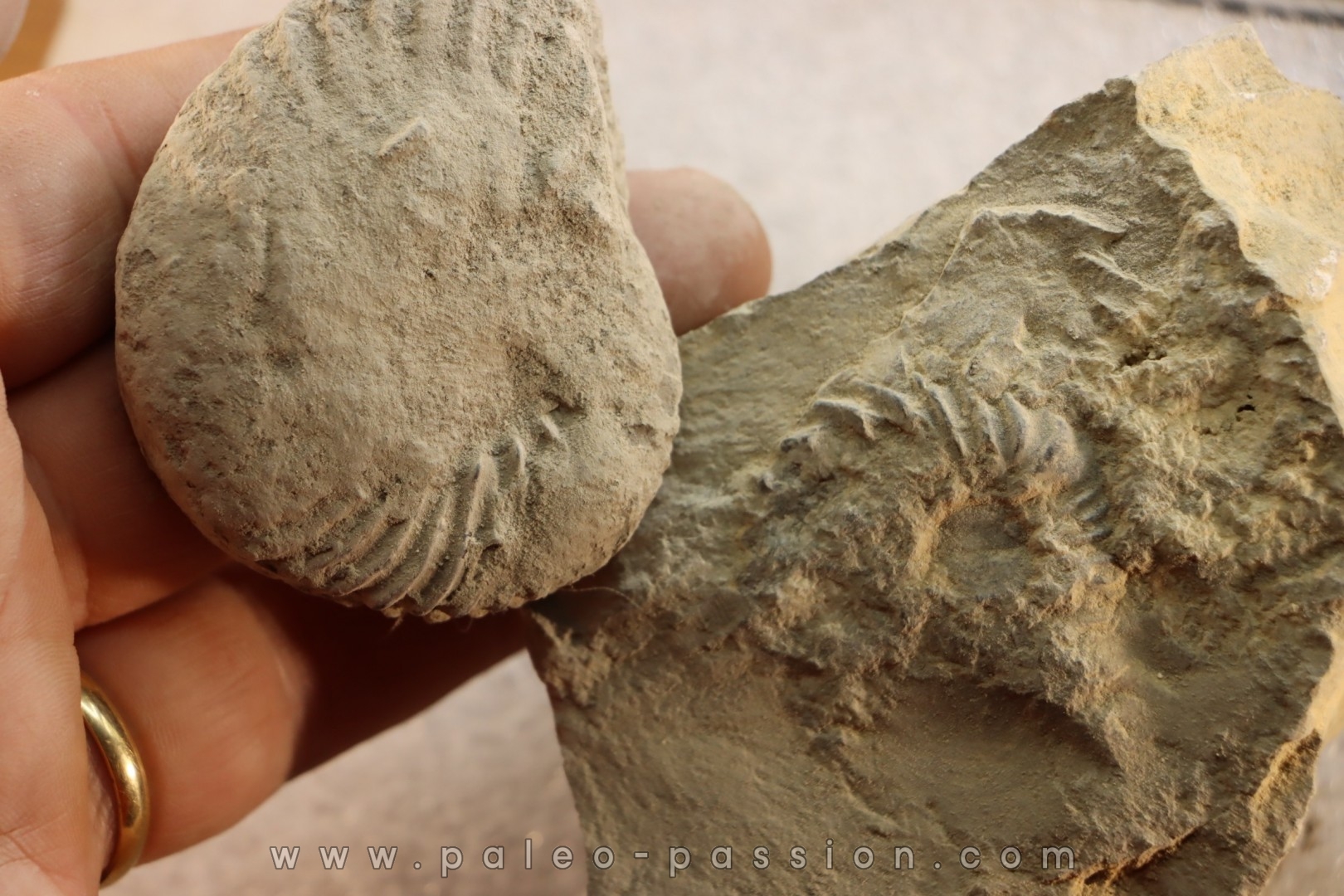 2 Unprepared Hoplite - albian - old quarry Courcelles - Aube - France
