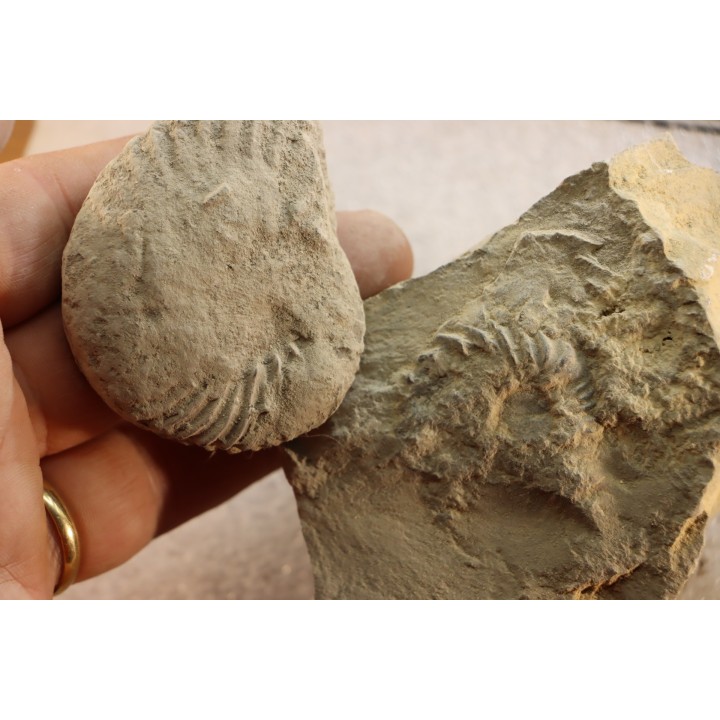2 Unprepared Hoplite - albian - old quarry Courcelles - Aube - France