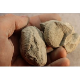 2 Unprepared Hoplite - albian - old quarry Courcelles - Aube - France