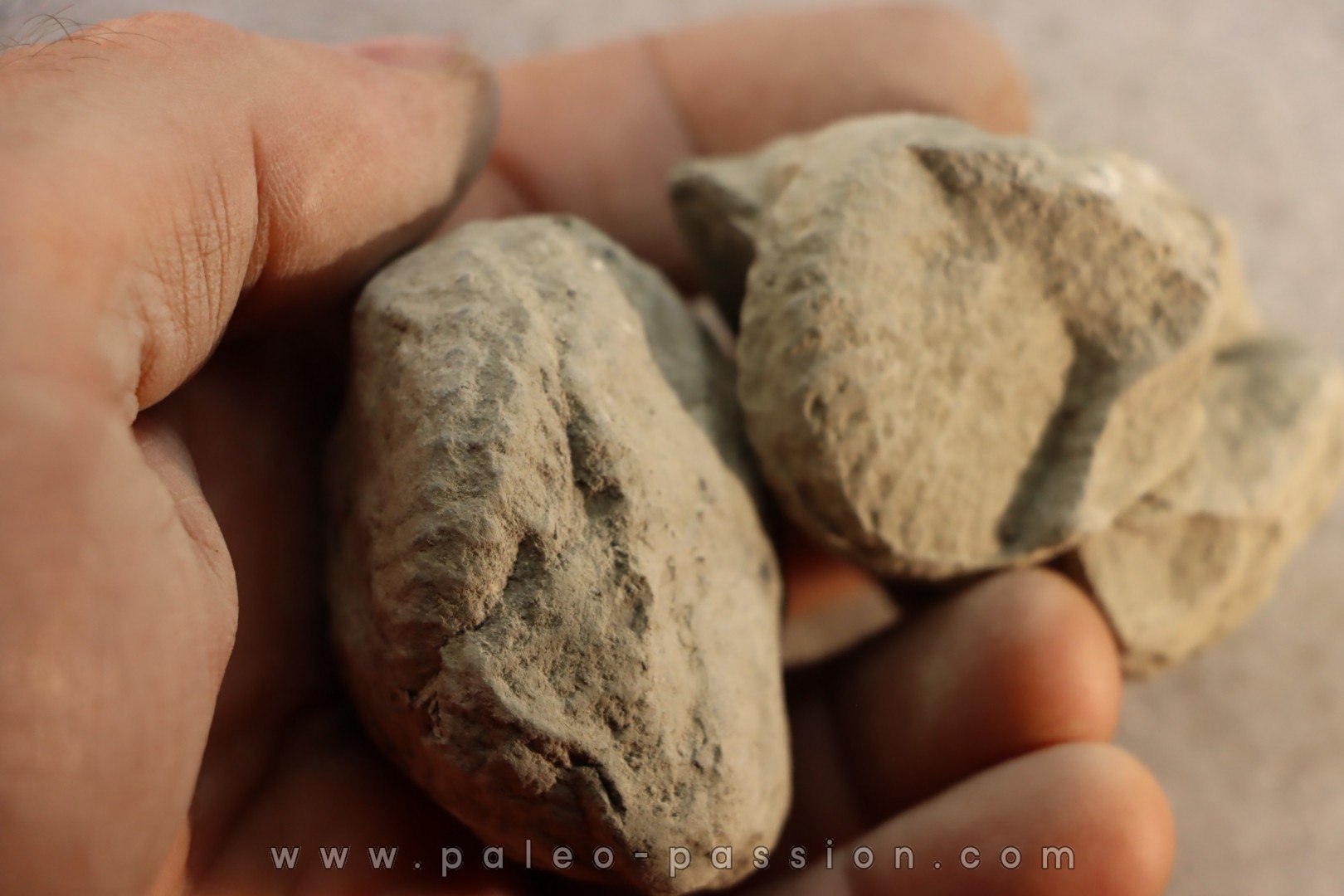 2 Unprepared Hoplite - albian - old quarry Courcelles - Aube - France