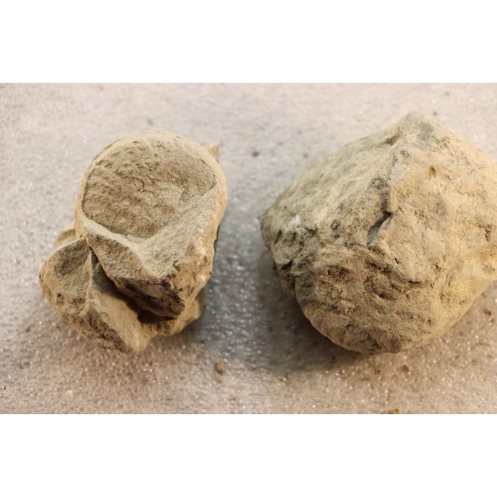 2 Unprepared Hoplite - albian - old quarry Courcelles - Aube - France