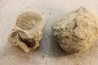 2 Unprepared Hoplite - albian - old quarry Courcelles - Aube - France