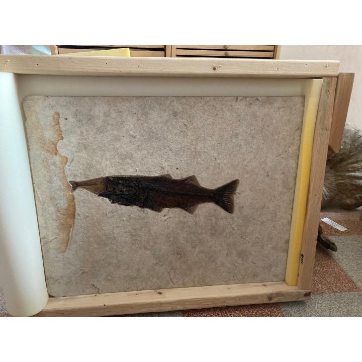 RARE aspiration   Mioplosus et diplomystus - green river formation - Kemmerer, USA