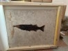 RARE aspiration   Mioplosus et diplomystus - green river formation - Kemmerer, USA