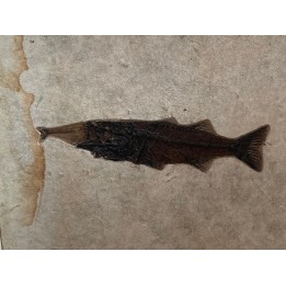 RARE aspiration Mioplosus et diplomystus  - Eocène - green river formation - Wyoming - USA