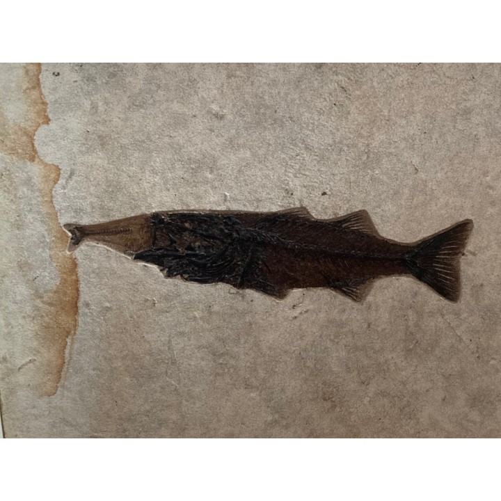 RARE aspiration   Mioplosus et diplomystus - green river formation - Kemmerer, USA