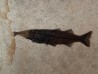 RARE aspiration Mioplosus et diplomystus  - Eocène - green river formation - Wyoming - USA