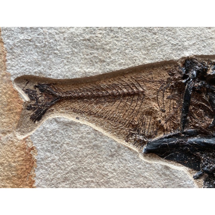 RARE aspiration   Mioplosus et diplomystus - green river formation - Kemmerer, USA