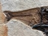 RARE aspiration   Mioplosus et diplomystus - green river formation - Kemmerer, USA