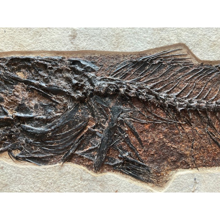 RARE aspiration   Mioplosus et diplomystus - green river formation - Kemmerer, USA