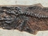 RARE aspiration   Mioplosus et diplomystus - green river formation - Kemmerer, USA