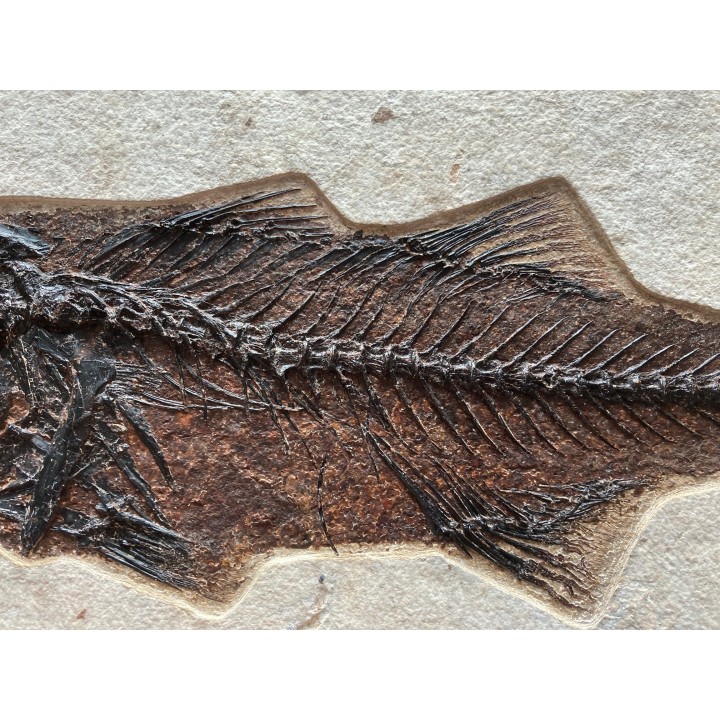 RARE aspiration   Mioplosus et diplomystus - green river formation - Kemmerer, USA
