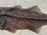 RARE aspiration Mioplosus et diplomystus  - Eocène - green river formation - Wyoming - USA