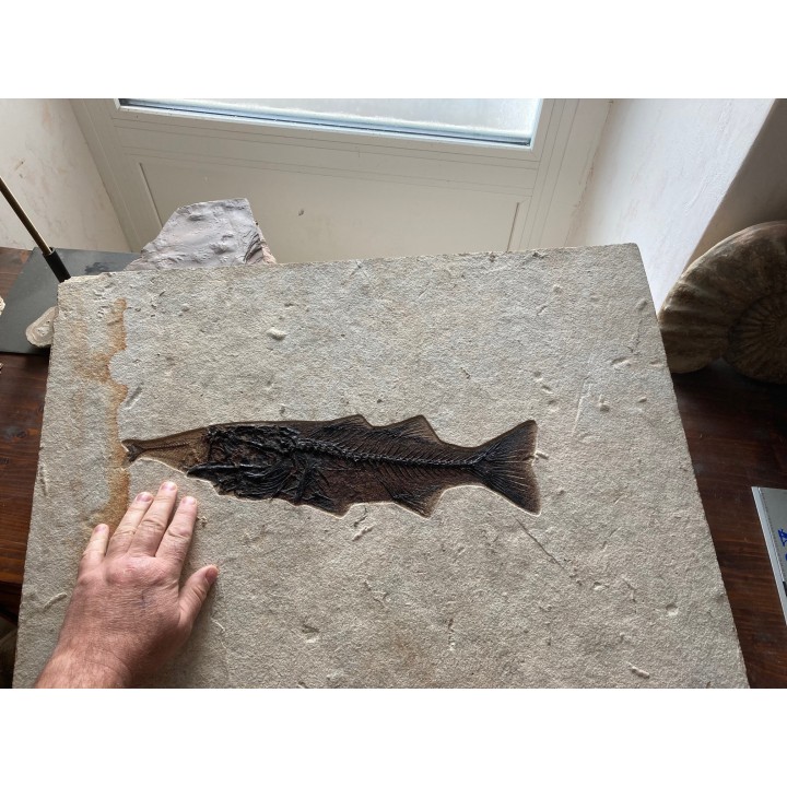 RARE aspiration   Mioplosus et diplomystus - green river formation - Kemmerer, USA
