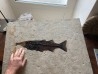 RARE aspiration   Mioplosus et diplomystus - green river formation - Kemmerer, USA