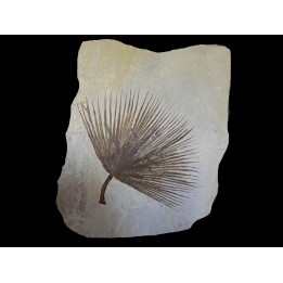 SABALITES  - Eocène - green river formation - Wyoming - USA