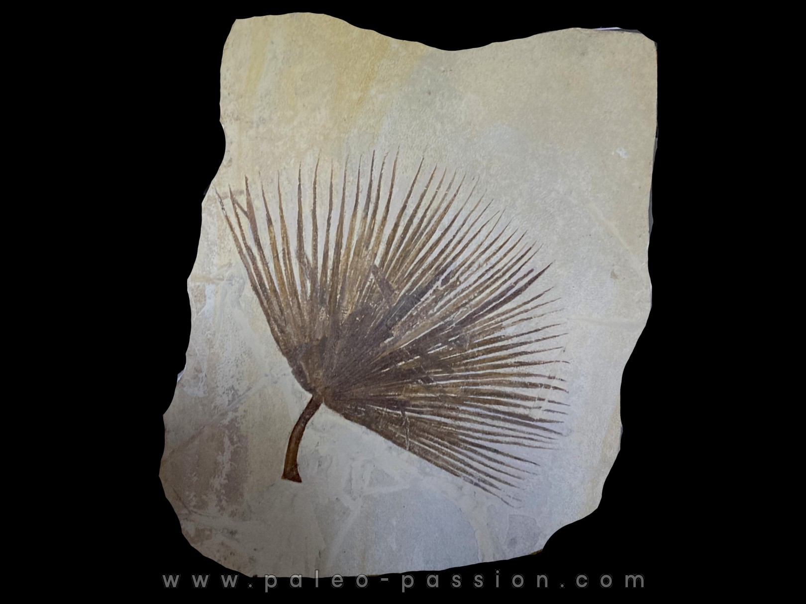 SABALITES - Eocène - green river formation - Wyoming - USA
