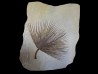 feuille de palmier SABALITES - Eocène - green river formation - Wyoming - USA