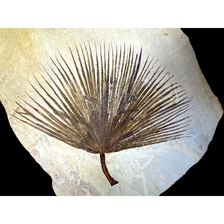 SABALITES  - Eocène - green river formation - Wyoming - USA