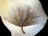 feuille de palmier SABALITES - Eocène - green river formation - Wyoming - USA
