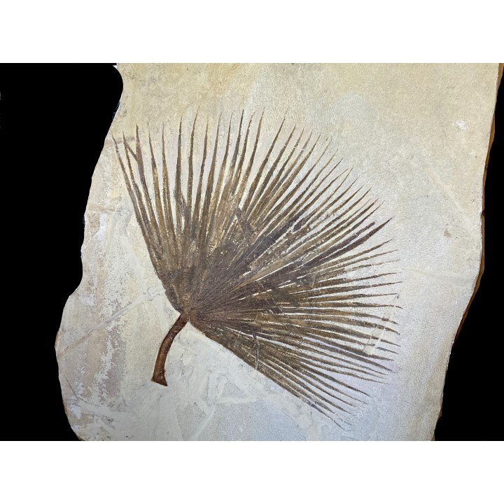 feuille de palmier SABALITES - Eocène - green river formation - Wyoming - USA