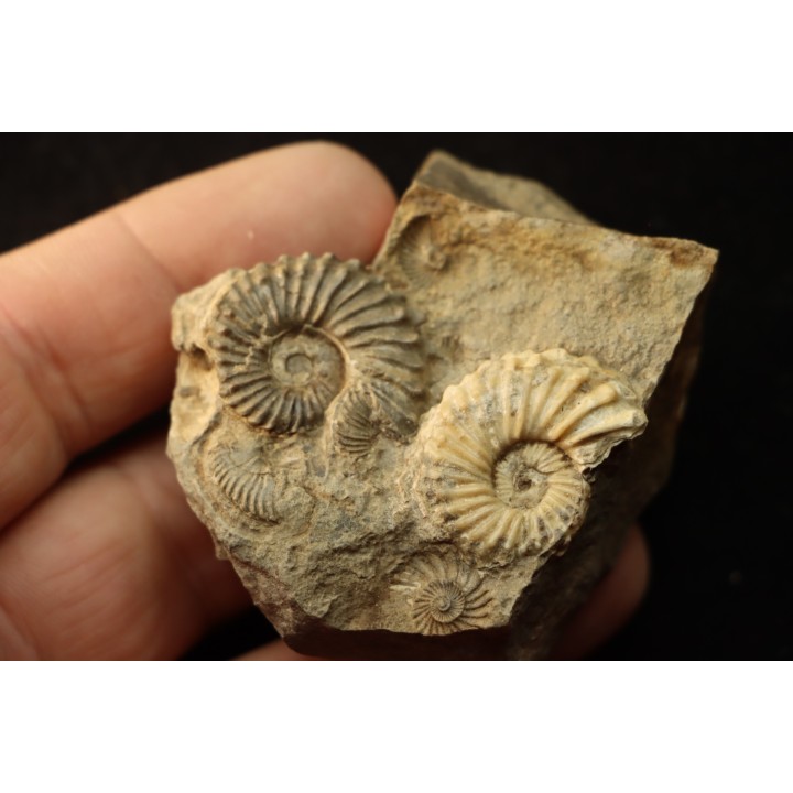 COLLIGNONICERAS WOLLGARI - turonien - South Dakota, USA