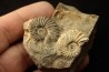 COLLIGNONICERAS WOLLGARI - turonian - South Dakota, USA