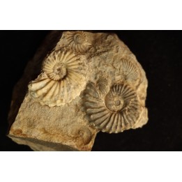 COLLIGNONICERAS WOLLGARI - turonian - South Dakota, USA