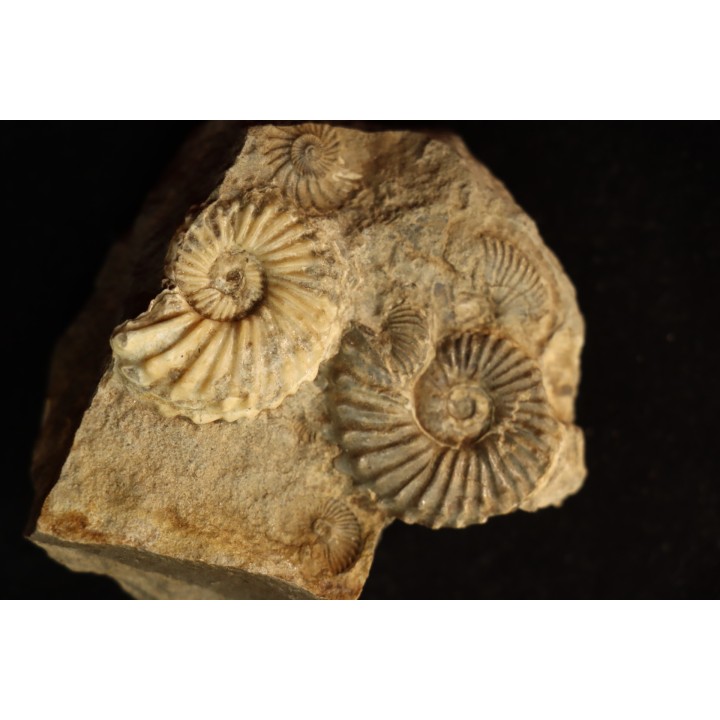 COLLIGNONICERAS WOLLGARI - turonian - South Dakota, USA