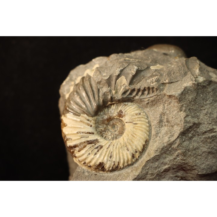 SCAPHITES LARUAEFORMIS and COLLIGNONICERAS WOLLGARI - turonian - South Dakota, USA