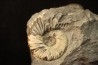rare association SCAPHITES LARUAEFORMIS et COLLIGNONICERAS WOLLGARI - turonian - South Dakota, USA