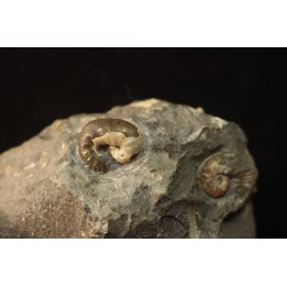 SCAPHITES LARUAEFORMIS and COLLIGNONICERAS WOLLGARI - turonian - South Dakota, USA