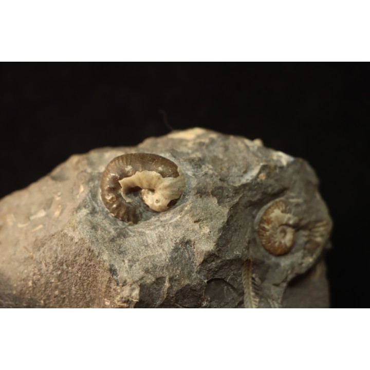 SCAPHITES LARUAEFORMIS and COLLIGNONICERAS WOLLGARI - turonian - South Dakota, USA