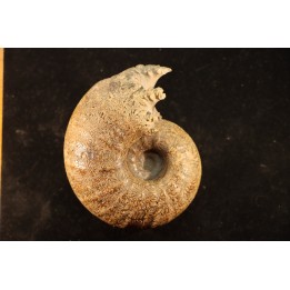 ANAPACHYDISCUS sp. - Turonien - Baja, Norte, California, USA