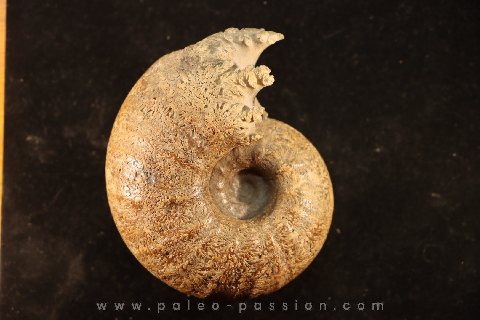 ANAPACHYDISCUS sp. - Turonien - Baja, Norte, California, USA