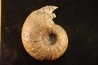 ANAPACHYDISCUS sp. - Turonien - Baja, Norte, California, USA