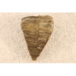 calceola sandalina - Devonian - Gondelsheim - Eifel - Germany