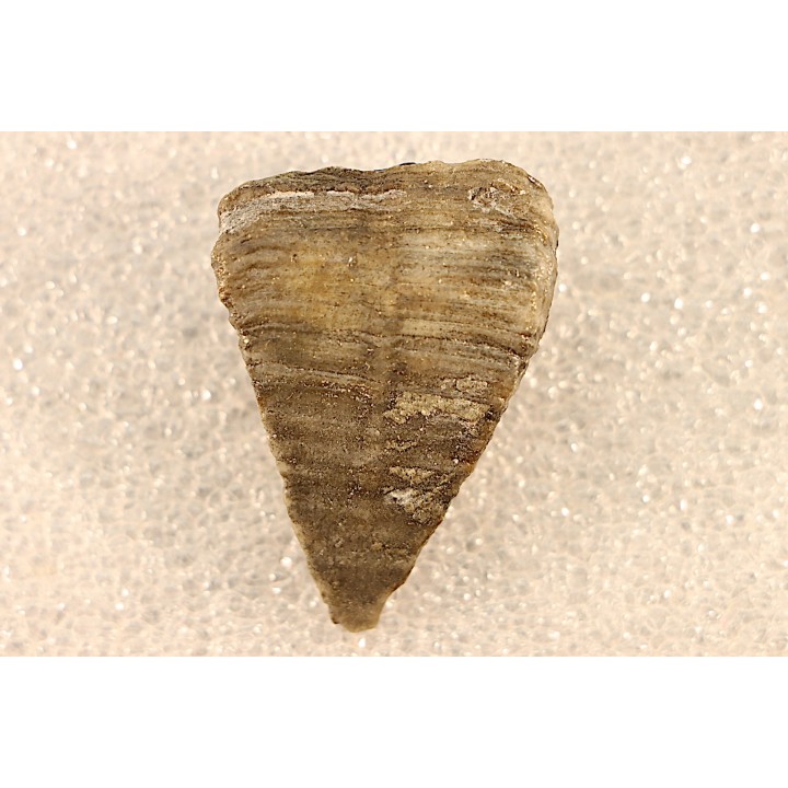 calceola sandalina - Devonian - Gondelsheim - Eifel - Germany