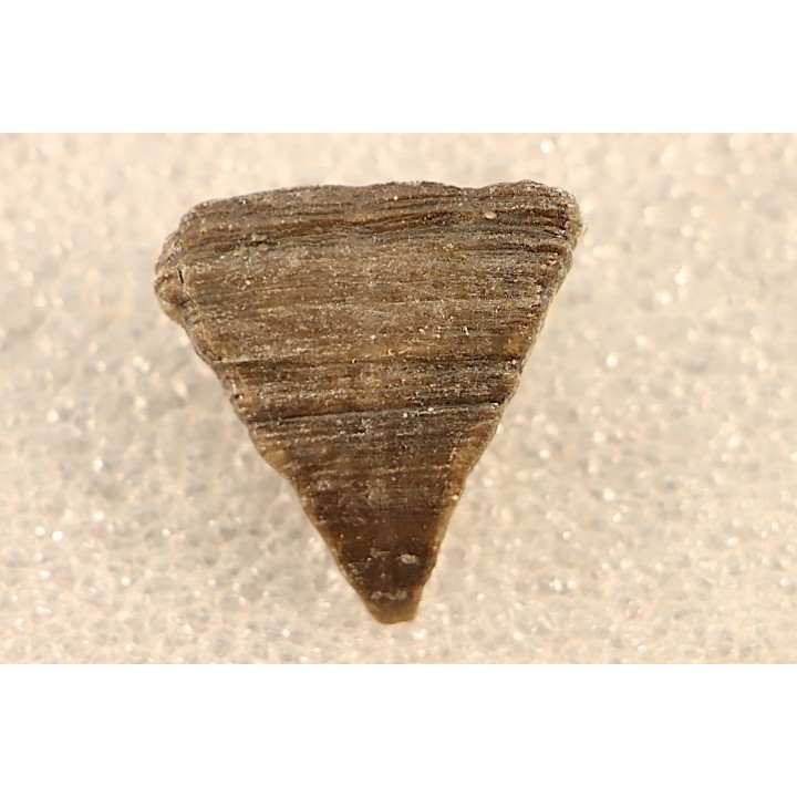 calceola sandalina - Devonian - Gondelsheim - Eifel - Germany