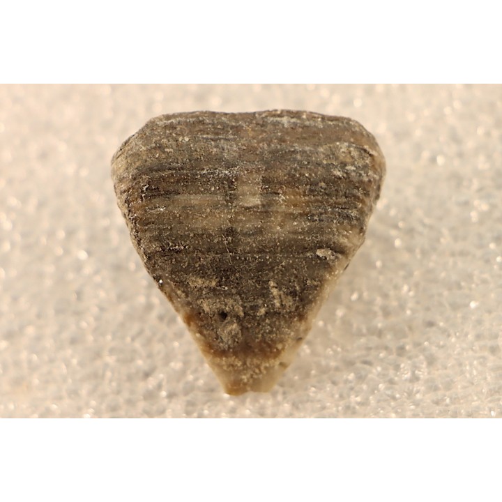 calceola sandalina - Devonian - Gondelsheim - Eifel - Germany