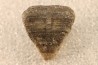 calceola sandalina - Devonian - Gondelsheim - Eifel - Germany