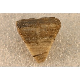 calceola sandalina - Devonian - Gondelsheim - Eifel - Germany