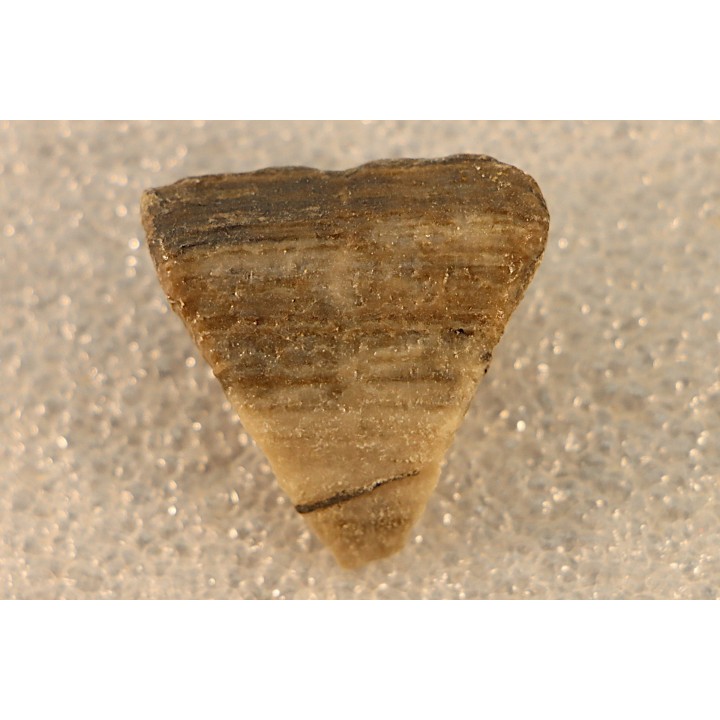 calceola sandalina - Devonian - Gondelsheim - Eifel - Germany