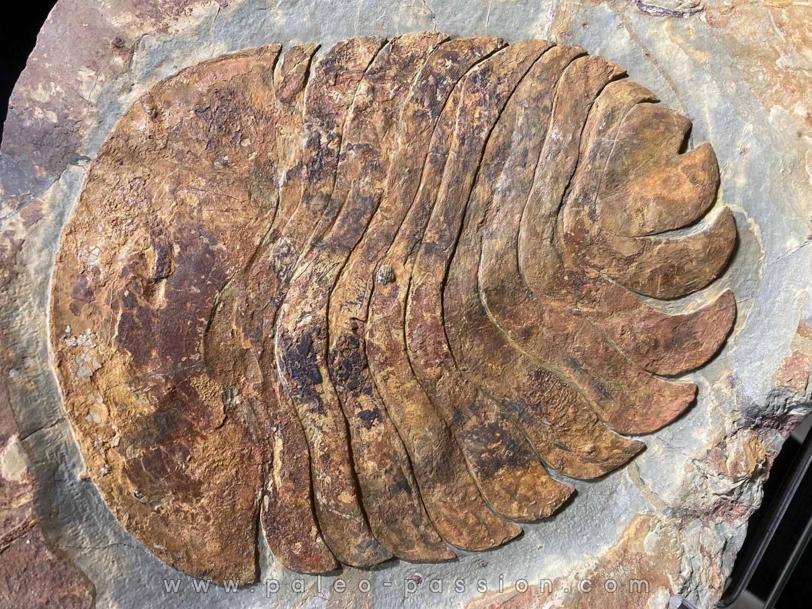 undescribed big size "duslia" - Ordovician - Fezouata fmt, Morocco