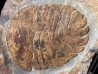 undescribed big size "duslia" - Ordovician - Fezouata fmt, Morocco