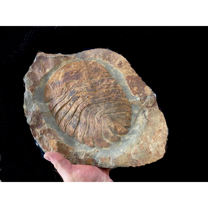 undescribed big size "duslia" - Ordovician - Fezouata fmt, Morocco