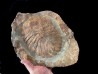 undescribed big size "duslia" - Ordovician - Fezouata fmt, Morocco