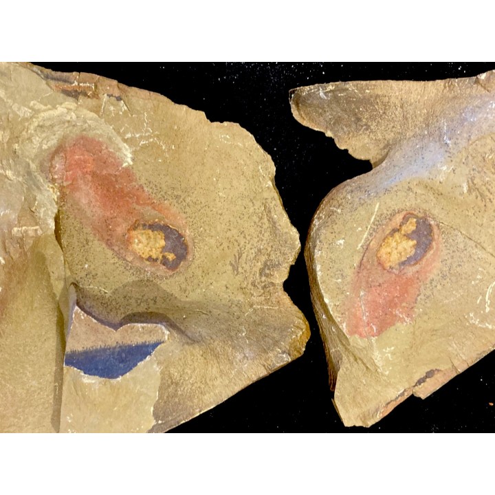 calvapilosa kroegeri - Ordovician - Fezouata fmt, Morocco